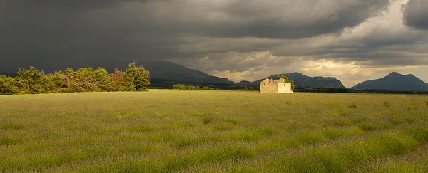 Levanduľové polia na planine Valensole v Provensálsku